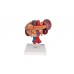 model nerek człowieka z tylnymi organami górnej części brzucha, 3 części - 3b smart anatomy - 1000310 [k22/3] 3b scientific modele anatomiczne 3